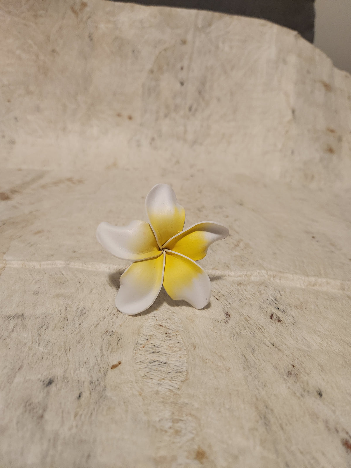 Frangipani Sei Assorted Colours