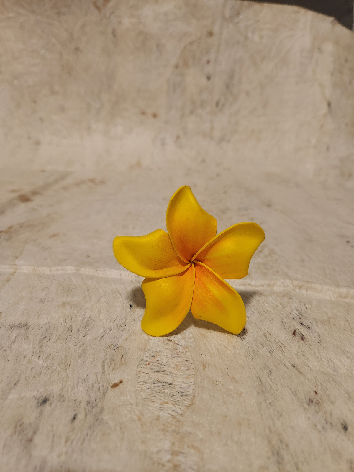 Frangipani Sei Assorted Colours