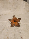 Frangipani Sei Assorted Colours