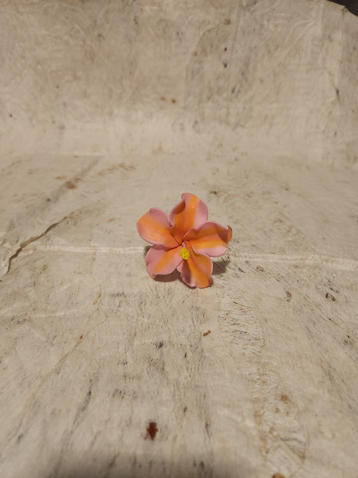 Hibiscus Sei Assorted Colours