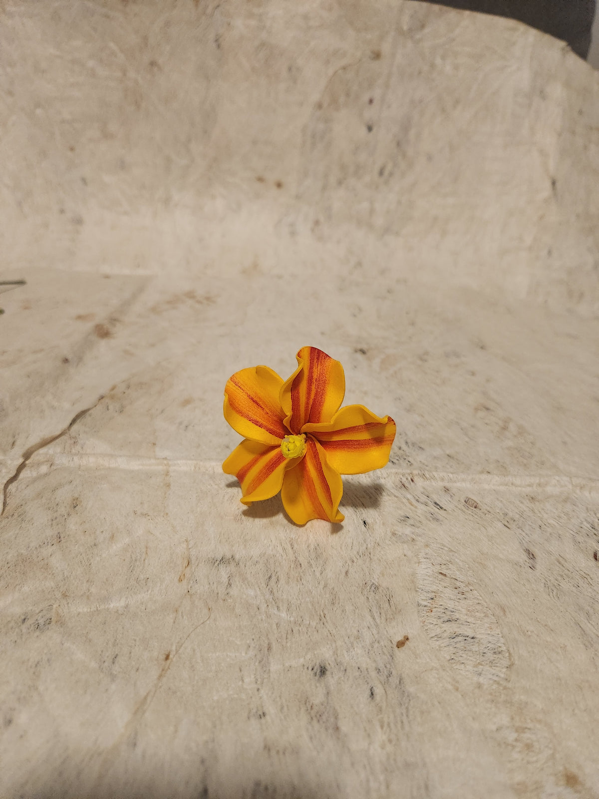 Hibiscus Sei Assorted Colours