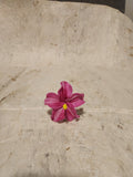 Hibiscus Sei Assorted Colours